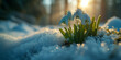 Schneeglöckchen zum Frühling in der Natur in schönen Sonnenlicht mit Schnee, ai generativ
