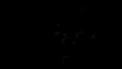 Wall Mural - realistic bats flying toward viewer out of the dark 4k loop features bats flying erratically appeari
