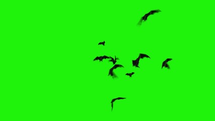 Wall Mural - realistic bats flying toward viewer green screen 4k loop features bats flying erratically appearing 