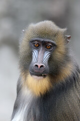 Canvas Print - A mandrill (Mandrillus sphinx) portrait