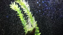 Lot Of Bubbles And Green Seaweed In Water In Glass Aquarium, Slow Motion