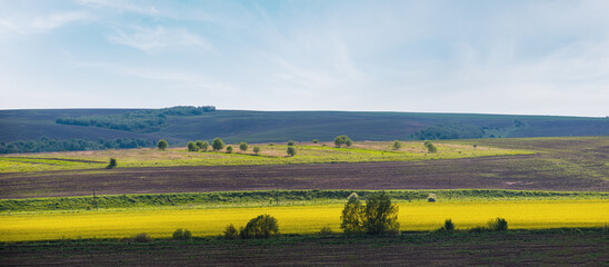 Wall Mural - spring countryside view with rapeseed yellow blooming fields, groves, hills. ukraine, lviv region.