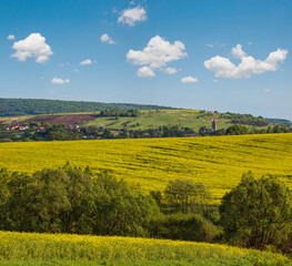 Canvas Print - Spring countryside view with rapeseed yellow blooming fields, groves, hills. Ukraine, Lviv Region.