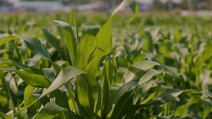 Wall Mural - slow motion of green corn in the agricultural field sways in the breeze