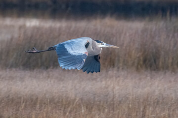 Wall Mural - Great Bluer Heron Flying over Marsh