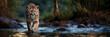 cougar, mountain lion walking towards the camera in river. Panther, puma in shallow water stream low angle image. Panoramic banner with copy space