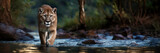 Fototapeta Nowy Jork - cougar, mountain lion walking towards the camera in river. Panther, puma in shallow water stream low angle image. Panoramic banner with copy space