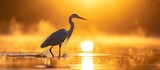 Fototapeta  - Heron wades at sunrise in the water.