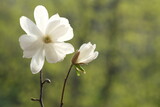 Fototapeta Kwiaty - Blossoming white magnolia flower next to the bud.