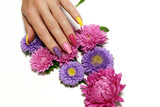 Fototapeta Lawenda - Multicolored manicure on long nails on a white background with asters.