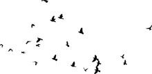 Nuée D'oiseaux En Vol Dans Le Ciel, Vecteur Noir Sur Fond Transparent 