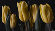 yellow tulips on black background
