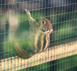 Poster - Cute rodent climbing cage in the zoo