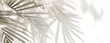  Blurred white palm leaves on white background.