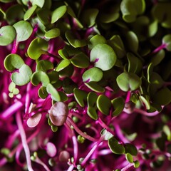 Sticker - A close up of a bunch of sprouts of broccoli.