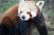 Cute red panda close up