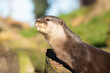 Close up of an otter looking up