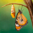 Amazing moment ,Monarch Butterfly, pupae and caterpillar suspended. Concept transformation