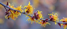 The Hybrid Witch Hazel, Hamamelis X Intermedia, Belongs To The Plant Family Hamamelidaceae And Is Known For Its Flowers.
