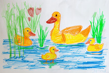 Family Of Ducks Swimming In A Pond 4 Year Old's Simple Scribble Colorful Juvenile Crayon Outline Drawing
