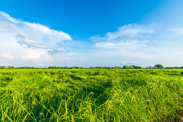 Wall Mural - Scenic view landscape of Rice field green grass with field cornfield or in Asia country agriculture harvest with fluffy clouds blue sky daylight background.