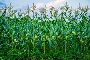 Wall Mural - Corn field green grass with field cornfield or in Asia country agriculture harvest with fluffy clouds blue sky sunset background.