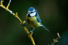 A Vibrant Blue Tit, Cyanistes Caeruleus, Perched On A Mossy Branch Against A Dark Green Backdrop