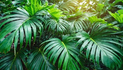 Wall Mural - Nature leaves, green tropical forest, backgound illustration concept