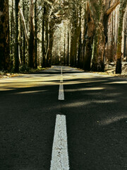 Wall Mural - Straight asphalt scenic road in the middle of natural park with high trees on the sids. Concept of travel and drive. Green environment transport vehicle. Outdoor traveling roads.
