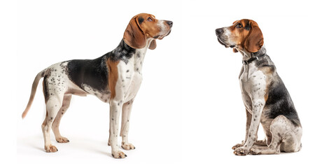 Poster - Dog American English Coonhound