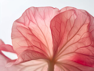 Wall Mural - Background with pink flower petals, macro detail