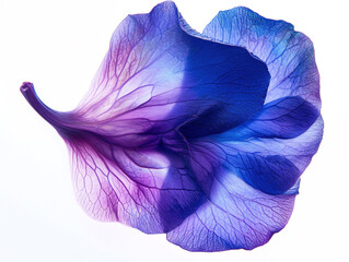 Wall Mural - Background with blue and purple flower petals, macro detail