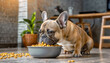 © adrianad - French bulldog eating from a bowl
