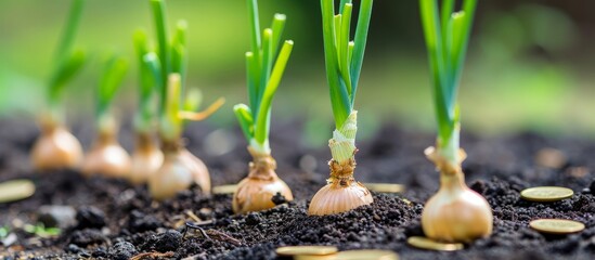 Wall Mural - Growing onions as a concept for finance, banking, and saving with coins and money.