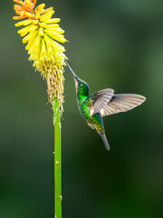 Wall Mural - Buff-winged Starfrontlet in flight collecting nectar from red flower on green background