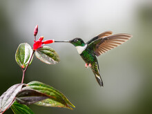 Collared Inca Hummingbird In Flight Collecting Nectar From Red Flower On Green Background