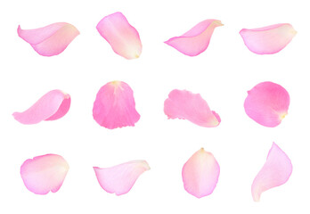 Wall Mural - Pink rose petals isolated on white, set