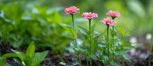 Zinnia Elegans, A Latin Plant, Thrives In Cool, Wet Surroundings And Is Beautiful, With Light Pink Paper-like Flowers, Growing Among Green Plants And Wet Soil.