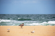Seagulls On The Sand By The Sea