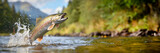 Fototapeta  - Rainbow trout jumping out of the water with a splash. Fish above water catching bait. Panoramic banner with copy space