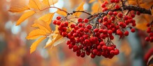 Close-up Of A Rowan Tree With Red Berries In Autumn.