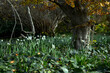 © Cephalon Phoenix - Daffodil flower field with a tree and forest backdrop