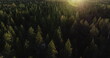 Sunset Glow over Finnish Coniferous Forest - Aerial View