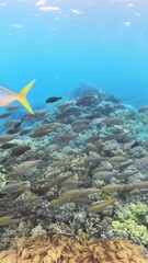 Wall Mural - Tropical fish swimming over healthy coral reef in Queensland Australia