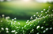 Natural Background. White Clover Flowers With Defocused Background And Advertising Space.