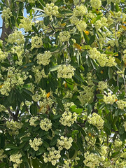 Scholar Tree, Milkwood or devil's tree in English, an evergreen tropical tree