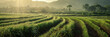 A scenic cane sugar plantation bathed in sunlight, featuring rows of lush sugarcane fields.
