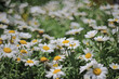 the spring flower concept, the nature, Leucanthemum paludosum