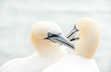 Two Gannets (Morus Bassanus) (synonym: Sula Bassana) With White Plumage Beak Together, Gently Touch Each Other With Their Beaks, Tenderness, Affection, Cuddling, Close-up With Light Background