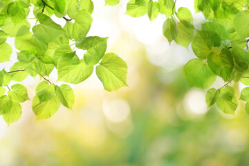 Wall Mural - spring background with green tree leaves and abstract bokeh light on blurred background